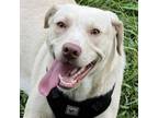 Adopt MaryAnn SL a Yellow Labrador Retriever