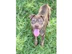 Adopt CRICKET a Pit Bull Terrier, Mixed Breed