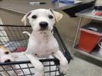 Adopt SAPPHO a Parson Russell Terrier