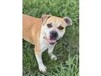 Adopt TUPPENCE a Boxer