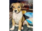 Adopt NOVA a Beagle, Mixed Breed