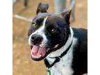 Adopt Polly Pocket a Pit Bull Terrier