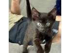 Adopt Quilted Sunday 8 a Domestic Short Hair