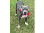 Adopt Sweetheart a Pit Bull Terrier