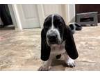 Basset Hound Puppy for sale in Pueblo, CO, USA