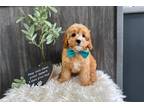 Cavapoo Puppy for sale in South Bend, IN, USA