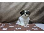 Shorkie Tzu Puppy for sale in Fort Wayne, IN, USA