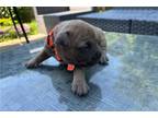 American Pit Bull Terrier Puppy for sale in Fredericksburg, VA, USA