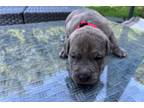 American Pit Bull Terrier Puppy for sale in Fredericksburg, VA, USA
