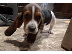 Basset Hound Puppy for sale in Pueblo, CO, USA
