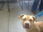 Adopt BELLE a Mixed Breed