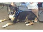 Adopt SUSIE a Mixed Breed