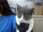 Adopt BOURGES a Domestic Short Hair