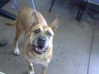 Adopt DORA a Pit Bull Terrier, Mixed Breed