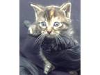 Adopt NEVEAH a Domestic Short Hair