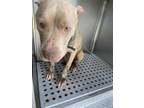 Adopt NYLA a Pit Bull Terrier