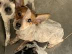 Adopt 56058045 a Cattle Dog, Mixed Breed