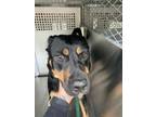 Adopt 56055638 a Rottweiler, Mixed Breed