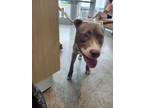 Adopt 56057280 a Pit Bull Terrier, Mixed Breed