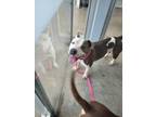 Adopt 56063850 a Pit Bull Terrier, Mixed Breed