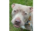 Adopt Martha a Pit Bull Terrier, Mixed Breed