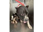 Adopt Minerva a Pit Bull Terrier, Mixed Breed