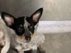 Adopt Beans a Cattle Dog, Mixed Breed