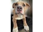 Adopt Shego a Pit Bull Terrier, Mixed Breed