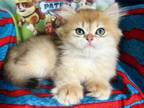 British Longhair Kitten Male TICA Registered