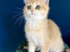 British Shorthair Kitten Black Golden Color