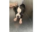 Adopt 56061179 a Pit Bull Terrier, Mixed Breed