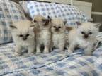 Fancy Ragdoll Kittens