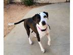 Adopt Patches a Mixed Breed
