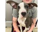 Adopt Amelia EARhart a Pit Bull Terrier, Mixed Breed