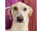 Adopt Silly Putty a Shepherd, Mixed Breed