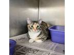 Adopt Wimberly a Domestic Short Hair