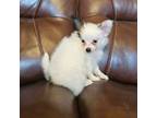 Papillon Puppy for sale in Rossville, GA, USA