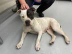 Adopt NESSA a Pit Bull Terrier, Mixed Breed