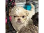Pekingese Puppy for sale in Bakersfield, CA, USA
