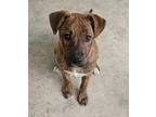 Adopt BONITA a American Staffordshire Terrier