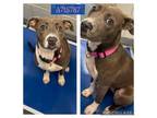 Adopt PRINCESS a American Staffordshire Terrier