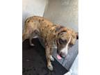 Adopt FRENCH TOAST a Catahoula Leopard Dog