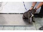 Adopt Smores a Pit Bull Terrier, Mixed Breed