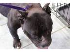 Adopt Kidy a Pit Bull Terrier, Mixed Breed