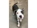 Adopt EVIE a Pit Bull Terrier, Mixed Breed