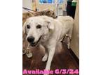 Adopt Dog Kennel #23 Lola a Great Pyrenees, Mixed Breed
