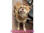 Adopt Dog Kennel #34 a Husky, Mixed Breed