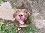 Adopt DIOR a Staffordshire Bull Terrier, Mixed Breed
