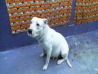 Adopt WINNIE a Staffordshire Bull Terrier, Mixed Breed