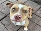 Adopt CRISTY a Staffordshire Bull Terrier, Mixed Breed